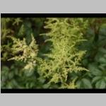 Latijnse Astilbe wit Prachtspirea e: vaste