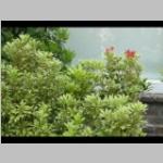 Latijnse Pieris japonica variegata