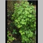 Ribes sanguineum detail bloei Rode ribes b: