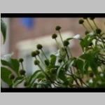 Latijnse Rudbeckia herfstbeeld Zonnehoed e: vaste planten