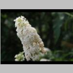 bijenplant a: zonnig Buddleja davidii 'White