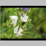 Latijnse Campanula persicifolia alba Prachtklokje