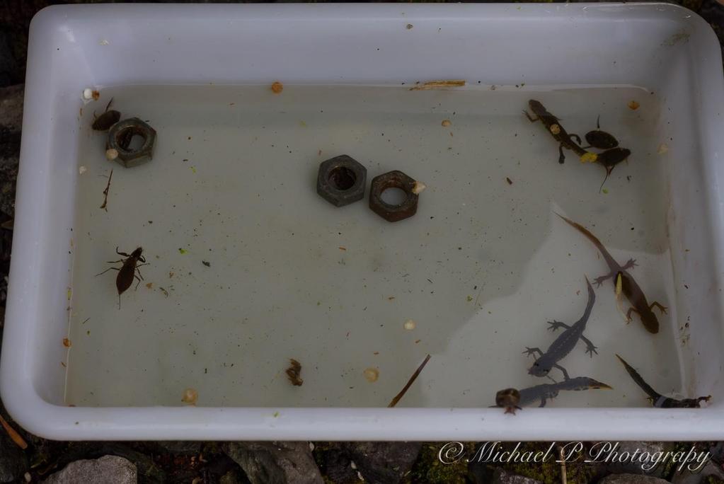 de foto links in het bakje), de larve van een waterjuffer, 3 grote watertorren, 1 poelslak en