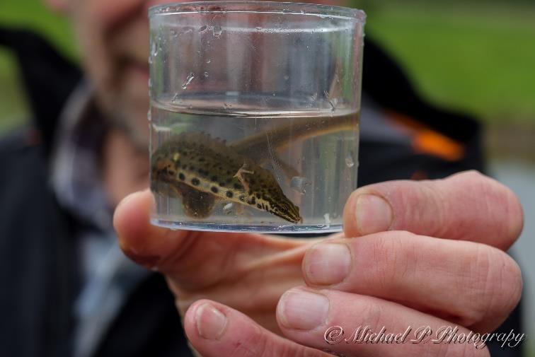 De kleine watersalamander (Triturus vulgaris) Iets kleiner