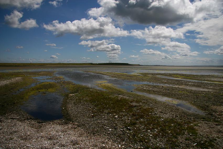 De trend van de bodemdiereters van het open water in het Grevelingenmeer wordt met name bepaald door de Brilduiker.
