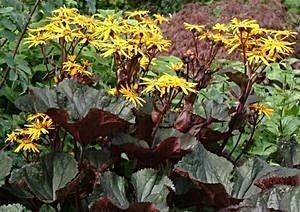 andere Ligularia dentata-rassen Ligularia