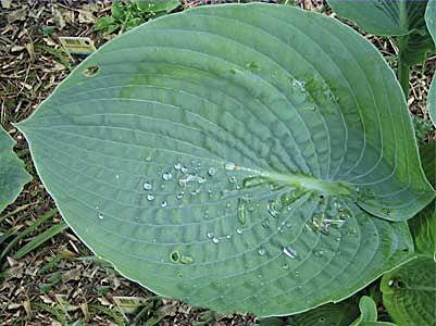 Blauwgroen gekleurd.