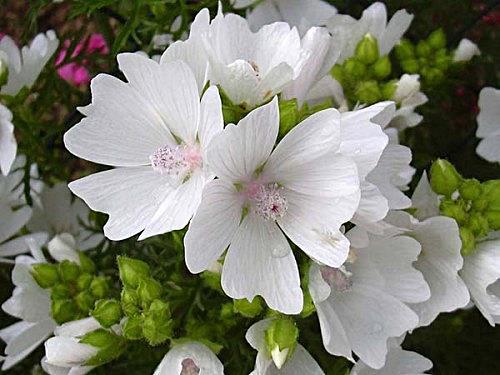 ander Malva moschata-ras