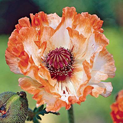 andere Papaver orientale-rassen