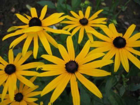 Rudbeckia fulgida