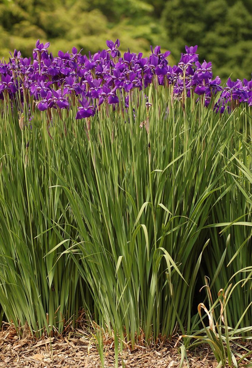 Iris sibirica Ceasar s Brother De meeste iris-soorten