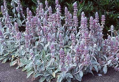 Stachys byzantina ezelsoor