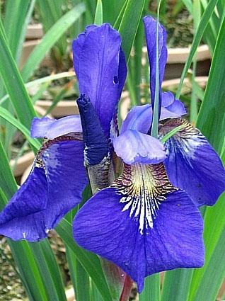 Iris sibirica Ceasar s