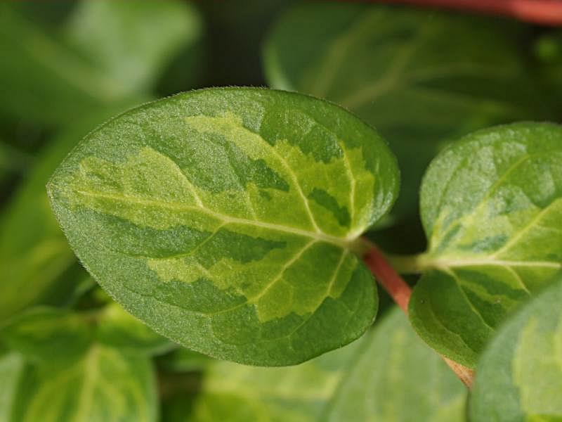 Variegata bontbladig