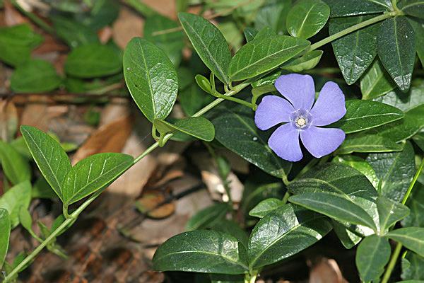 Verschillen Vinca-soorten Hoogte Vinca minor (lijst 1) 25 cm ovaal