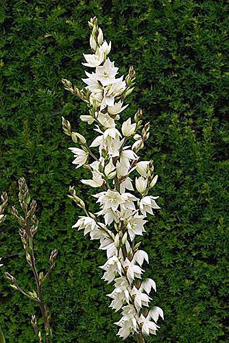 Yucca flaccida