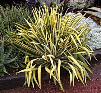 ander Yucca flaccida-ras Yucca flaccida