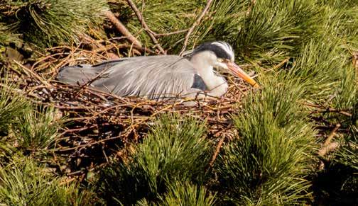Reiger op nest. Foto: Tjeerd Kooij de snel hoger groeiende woontorens konden we steeds beter naar de vogels in hun nesten kijken.