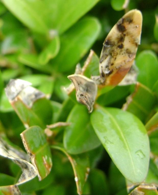 Blijf daarna regelmatig controleren omdat herbesmetting vanuit de omgeving het hele groeiseizoen kan plaatsvinden. Ook het volgend jaar kan de buxusmot vanuit de omgeving de planten weer besmetten.