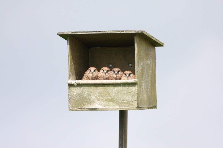Speciale nestkasten vogels Naast voorzieningen voor huismussen, maakt DoornEco handgemaakte kasten voor grotere vogelsoorten.