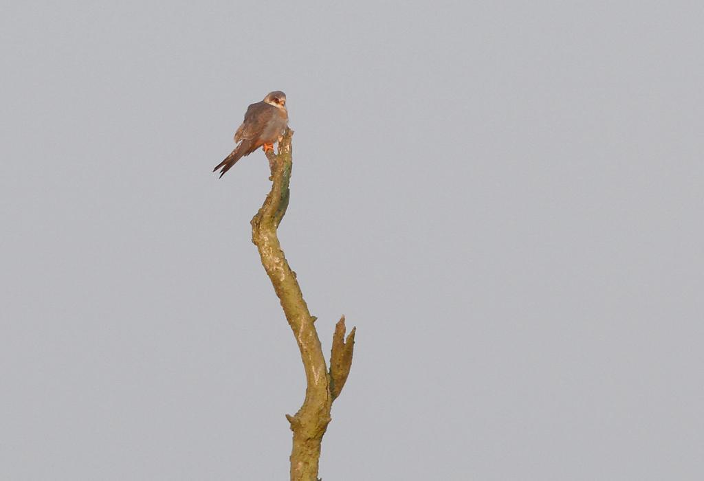 Bosruiter 08-05-2016: De eerste Bosruiter vloog op 8 mei over de telpost.