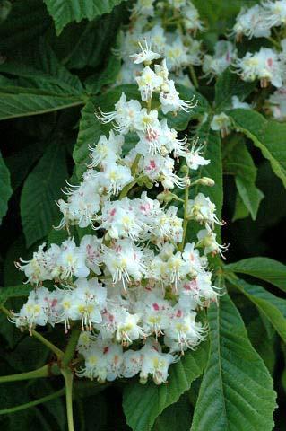 Aesculus hippocastanum L.