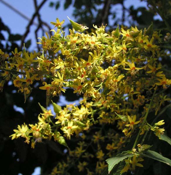 Koelreuteria paniculata Laxm.