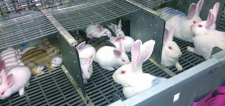 HOE PRESTEREN VOEDSTERS IN SEMIGROEPSHUISVESTING? Van 2011 tot 2014 liep op ILVO Dier een onderzoek naar de alternatieve huisvesting van voedsters in de konijnenhouderij.