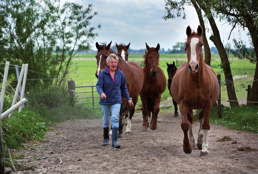 Paarden met pensioen Afgedankt na jarenlange trouwe arbeid. Kandidaat voor het slagersmes. Menig manegepaard wacht vaak een triest einde.