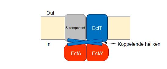 Energy-coupling factor (ECF) transporters vormen een specifieke klasse van importeurs binnen de familie van de ATP-binding cassette (ABC) transporters en verzorgen de opname van essentiële