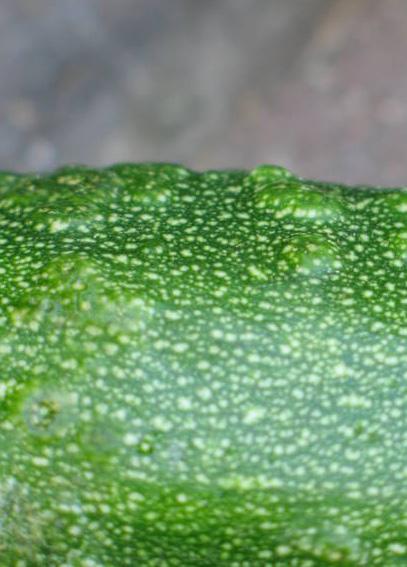Doordat de bladstelen minder lang worden krijgt de plant een bossig uiterlijk. WMV geeft lichte symptomen bij groene vruchten. Op gele vruchten zien we een groen mozaïek.