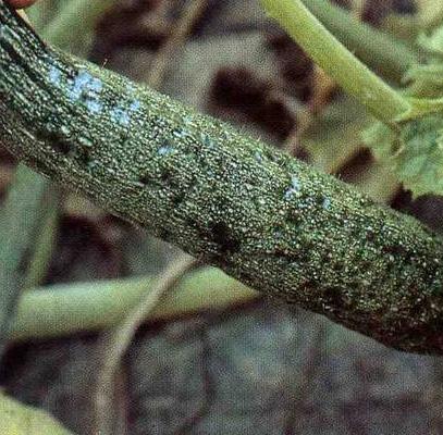 CMV Komkommer Mozaïek Virus De aangetaste bladeren blijven meestal kleiner dan de gezonde en vertonen de typische