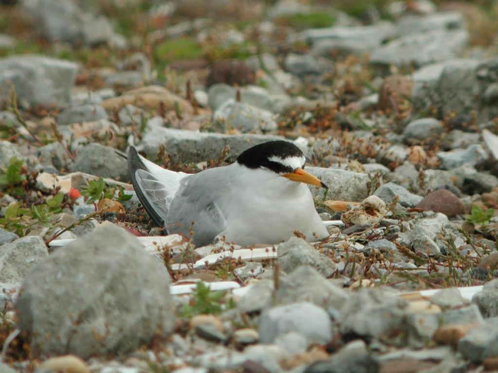 15 Foto 5. Strandplevier, adult man.