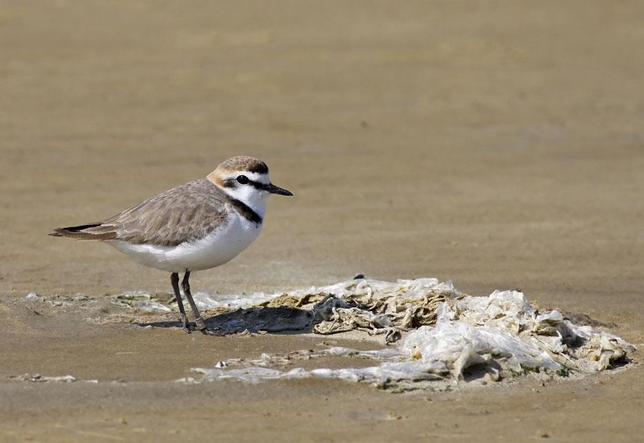 BROEDGEBIED EN LEEFOMGEVING 25 CRITERIA NESTLOCATIES 25 KORTE TERMIJN MAATREGELEN VOOR KUSTBROEDVOGELS 27 MIDDELLANGE TERMIJN MAATREGELEN: DE 7-EILANDEN 33 DE BOL (WESTERSCHELDE WEST) 36 HOOGE