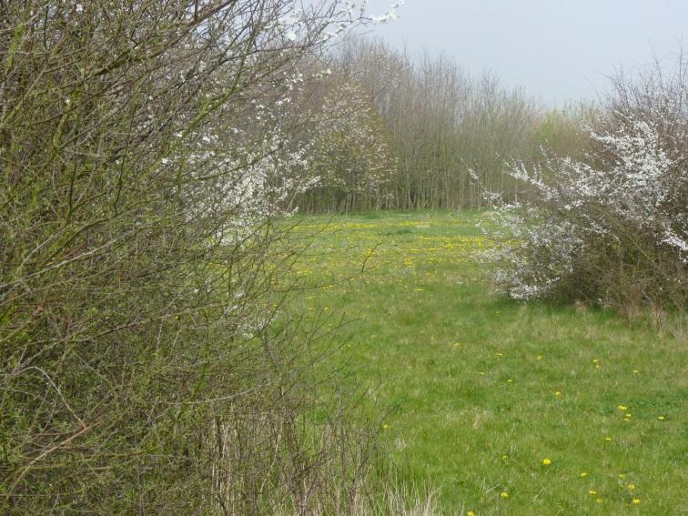 Bijlage 1: Voorbeeldsituaties ter inspiratie voor een bijenrijke Elfenbaan Door in delen van de Elfenbaan te streven naar een afwisseling tussen bosschages en grasland ontstaat een parkachtig