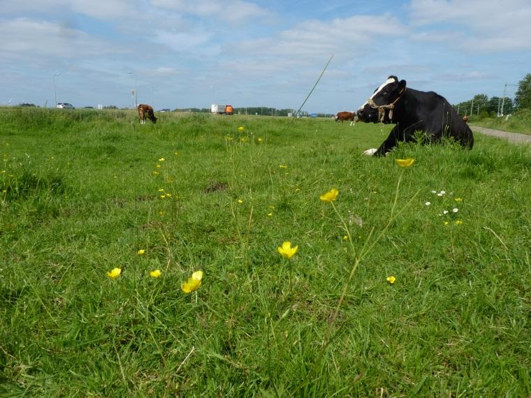 Koeien, schapen en paarden lusten graag een bloemetje. Alleen de giftige boterbloemen worden versmaad.