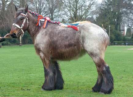 nl I www.vanbommeltrekpaarden.