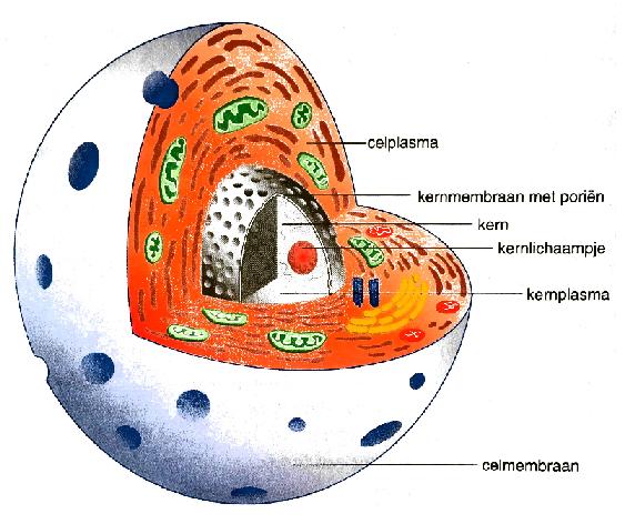 Celmembraan is de buitenkant en is halfdoorlatend Stoffen die door