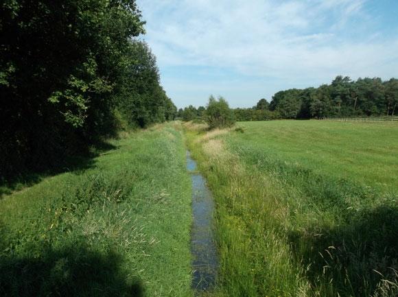 In totaal zijn er 19 vissoorten gevangen (zie figuur 17.2).