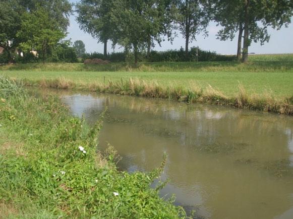 19. Sloten Nederbetuwe: NL09_25_2 Figuur 19.1: Overzicht bemonsterde watergangen, van links naar rechts trajecten 1, 6, 3 en 8. 19.1 Verloop bemonstering De bemonstering van dit waterlichaam is op eind juli en begin augustus uitgevoerd waarbij op zeven verschillende locaties is gevist.