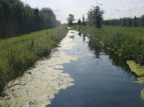 2 Bestandschattingen De geschatte totale visstand op basis van de vangst is 91,1 kg/ha en 4.267 N/ha. In totaal zijn er 20 vissoorten gevangen (zie figuur 19.2).