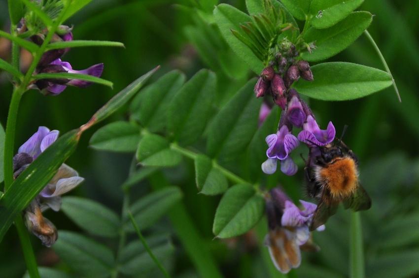 Heggenwikke met hommel: de meeste