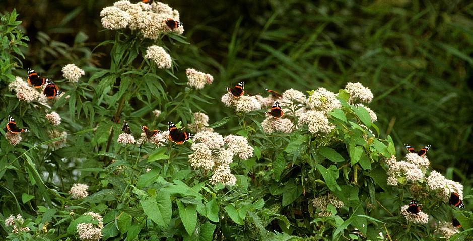 Bloemrijke ruigte met onder meer