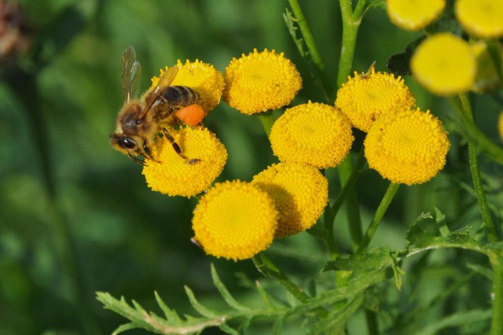 Boerenwormkruid is een drachtplant voor honingbijen.