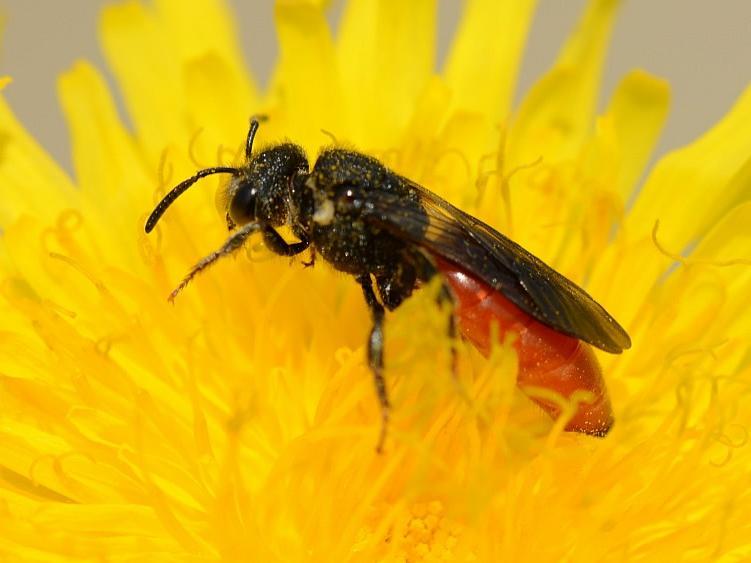 Bloedbijen parasiteren