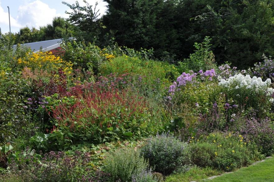 Een echte bijentuin met volop bijenplanten,