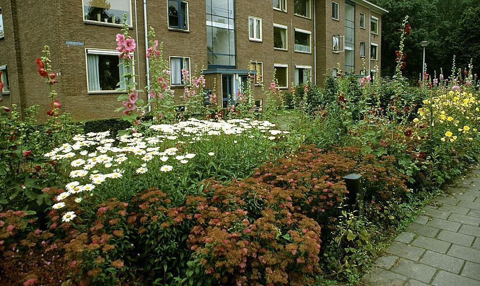 Deze border bevat voornamelijk drachtplanten,