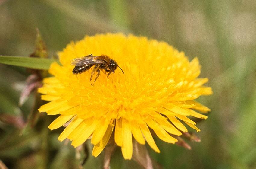 Paardenbloem is voor veel bijen belangrijk: een zeer algemene plant met grote betekenis.