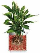 Zo krijgt de plant altijd precies wat hij nodig heeft.seramis kleikorrels behouden hun losse, luchtige structuur.