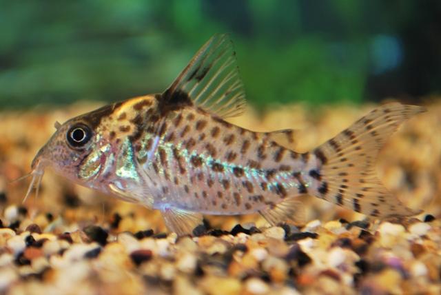 De familie van de pantsermeervallen omvat de bekende Corydoras soorten, maar ook minder bekende